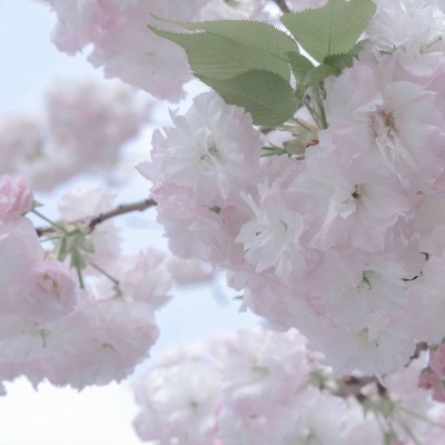 Furry插画元素技巧福瑞群